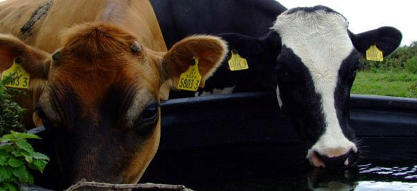 cowsDrinkingBlurb