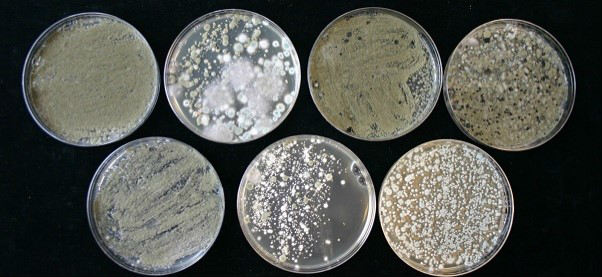 Mold Plate 1