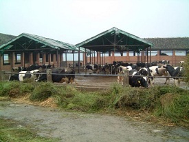 cowsOnFarmChina