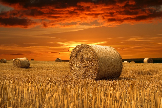 loneHaybale_640